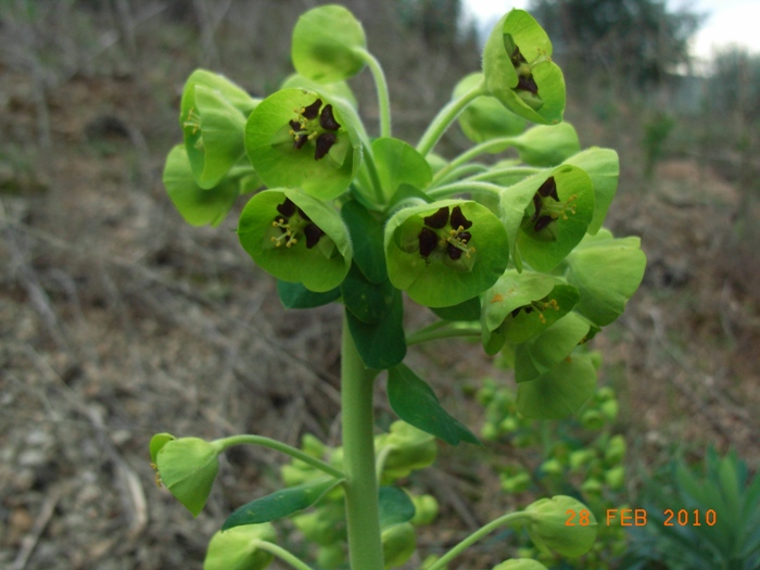 Euphorbia characias